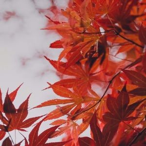 Meet your Posher, Mahmud